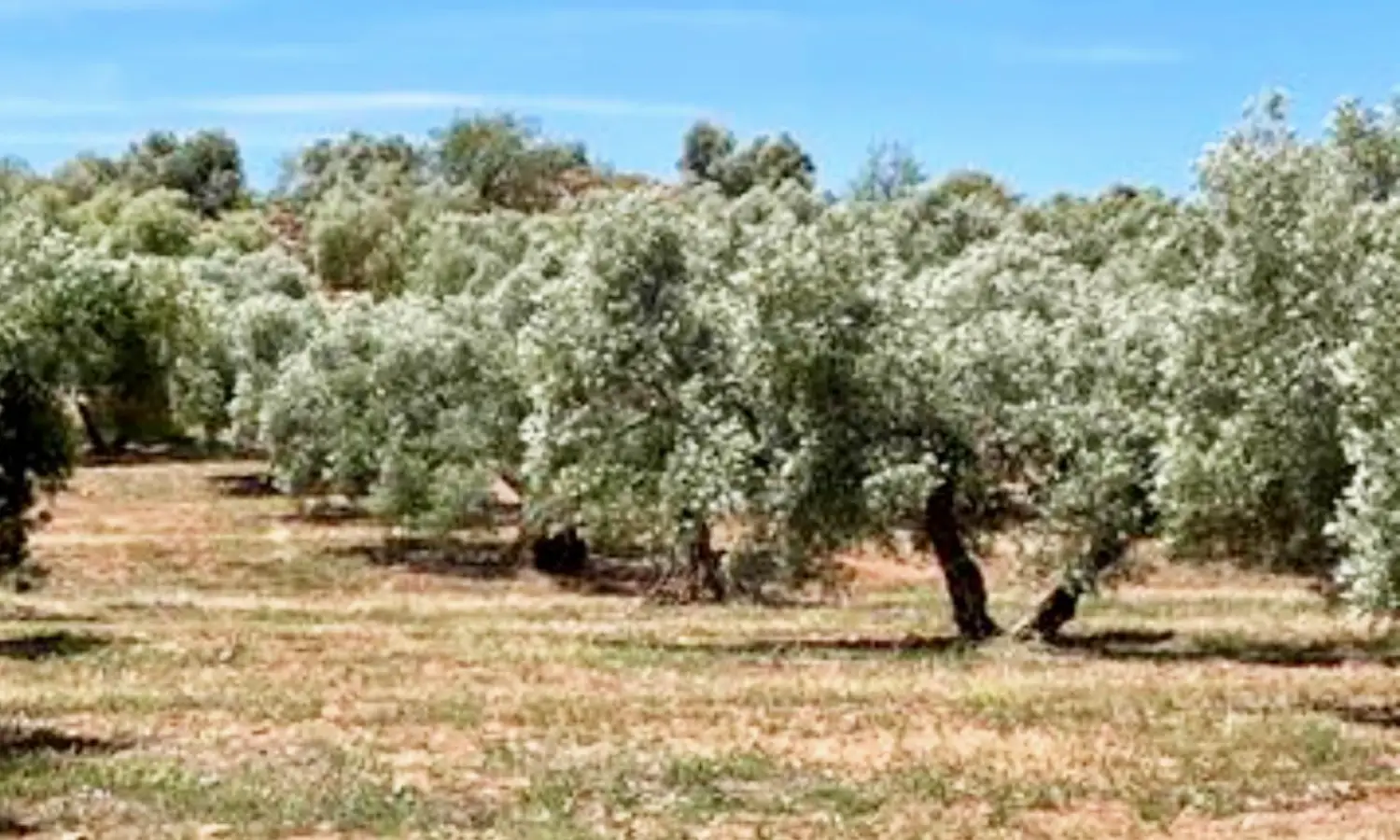 Ref51-Roes-terreroGandía-Antequera#1