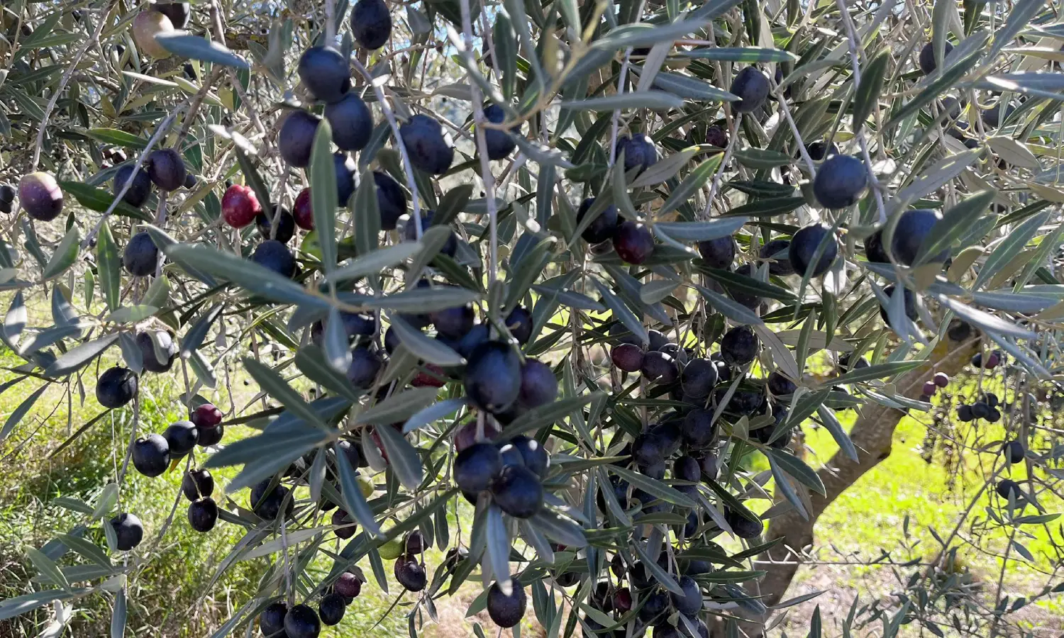 Ref51-Roes-terreroGandía-Antequera#10