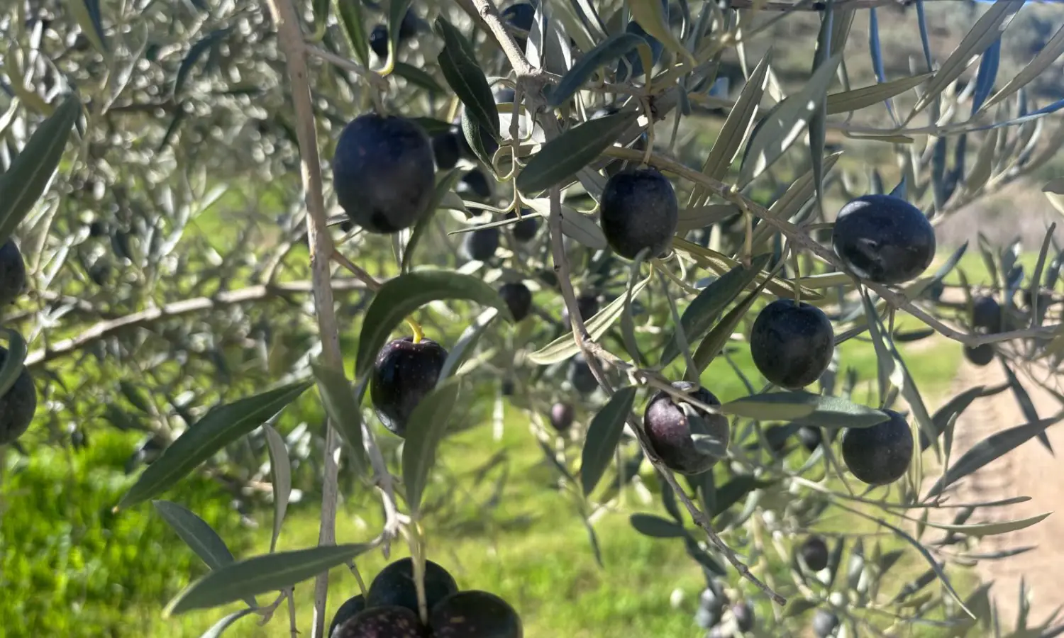 Ref51-Roes-terreroGandía-Antequera#11