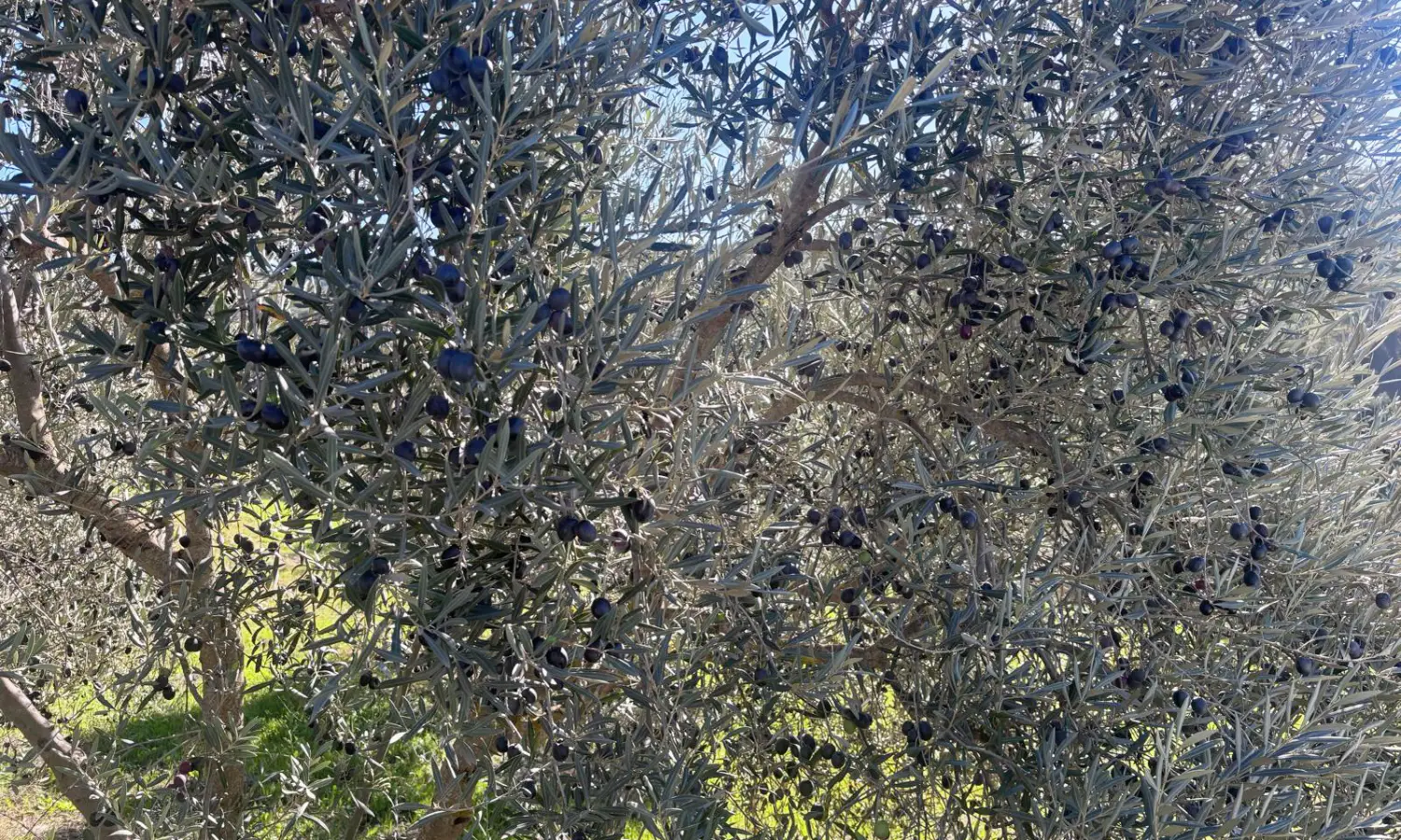 Ref51-Roes-terreroGandía-Antequera#12