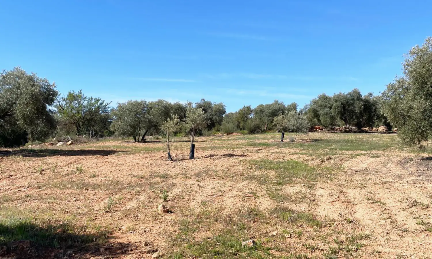 Ref51-Roes-terreroGandía-Antequera#13