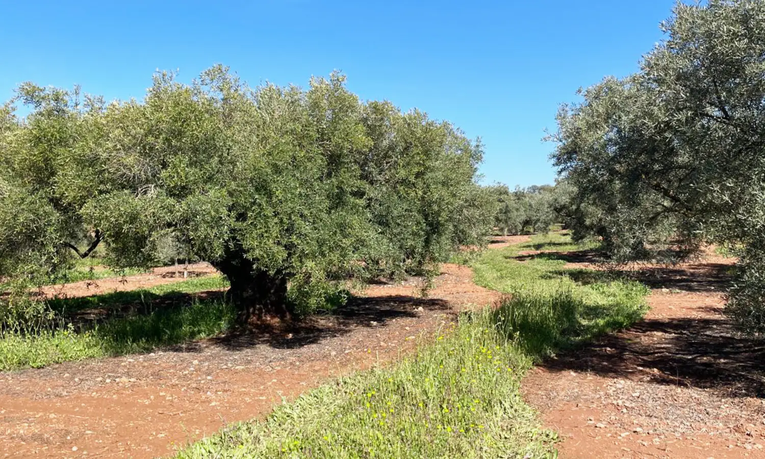 Ref51-Roes-terreroGandía-Antequera#14