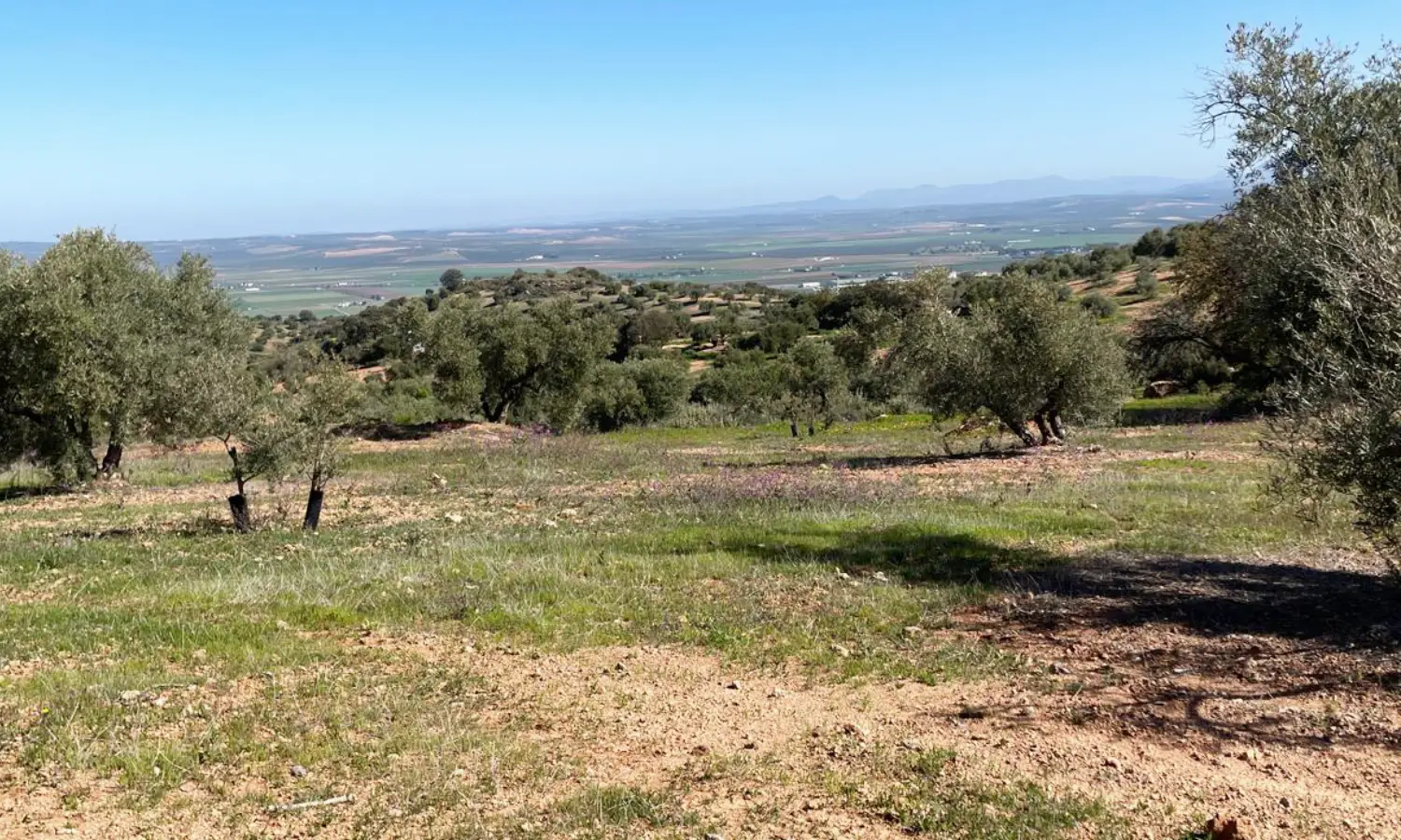 Ref51-Roes-terreroGandía-Antequera#15