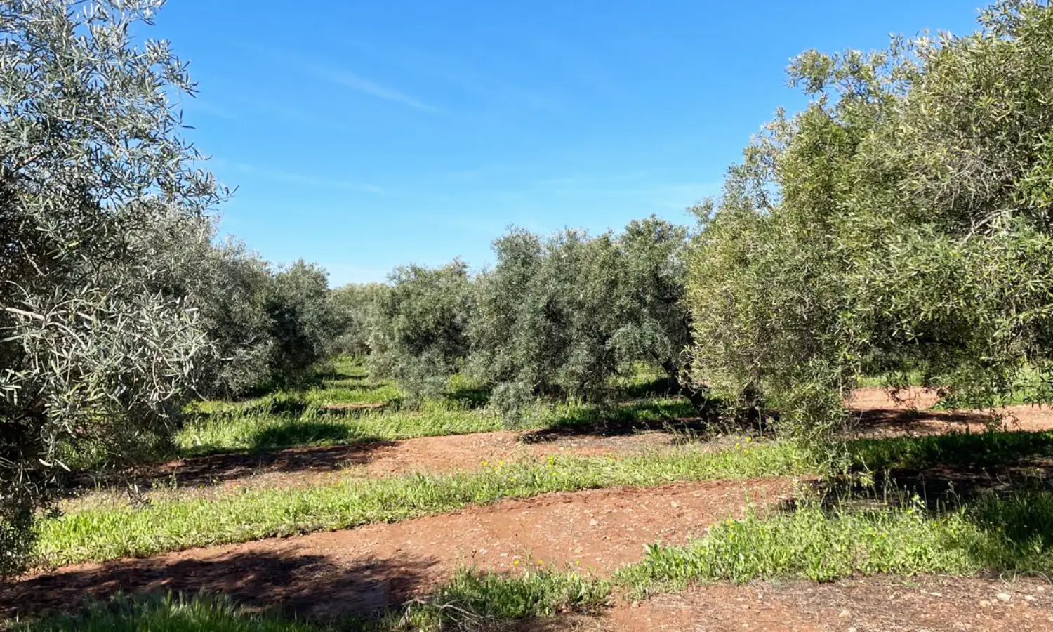 Ref51-Roes-terreroGandía-Antequera#16