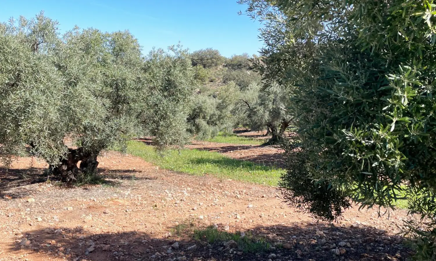 Ref51-Roes-terreroGandía-Antequera#17