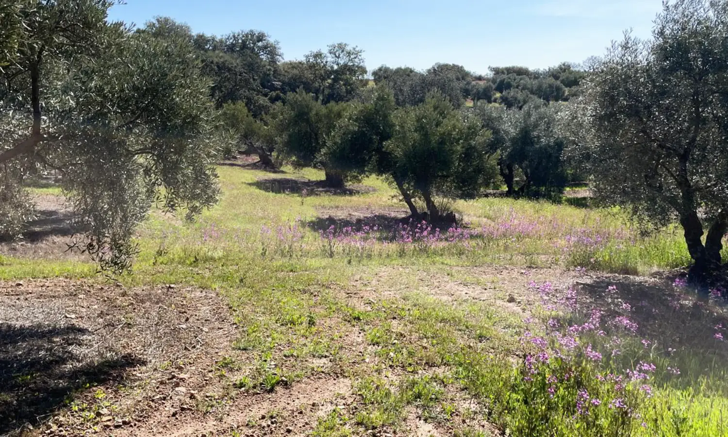 Ref51-Roes-terreroGandía-Antequera#18