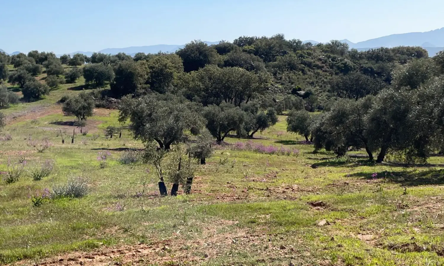 Ref51-Roes-terreroGandía-Antequera#19