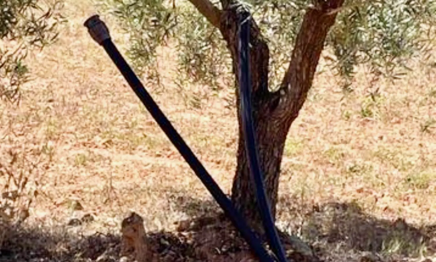 Ref51-Roes-terreroGandía-Antequera#2