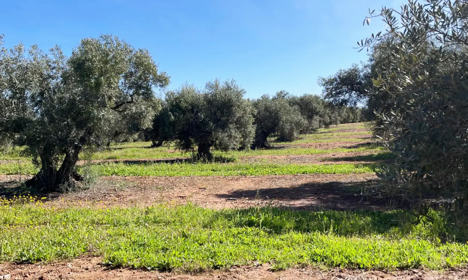 Ref51-Roes-terreroGandía-Antequera#20