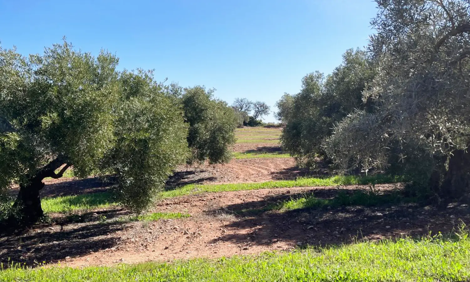 Ref51-Roes-terreroGandía-Antequera#21