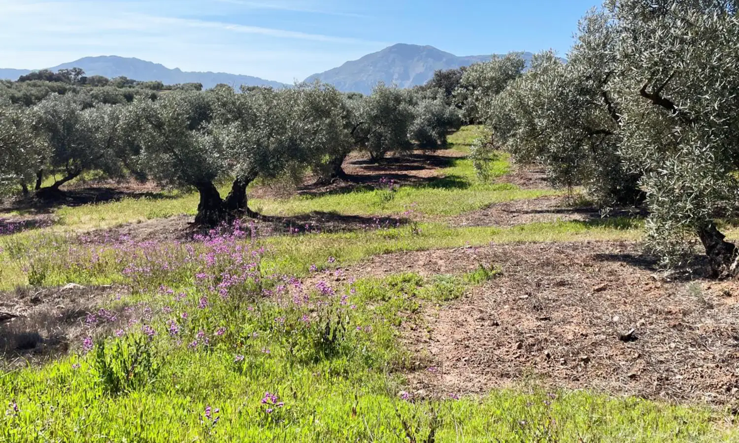 Ref51-Roes-terreroGandía-Antequera#22