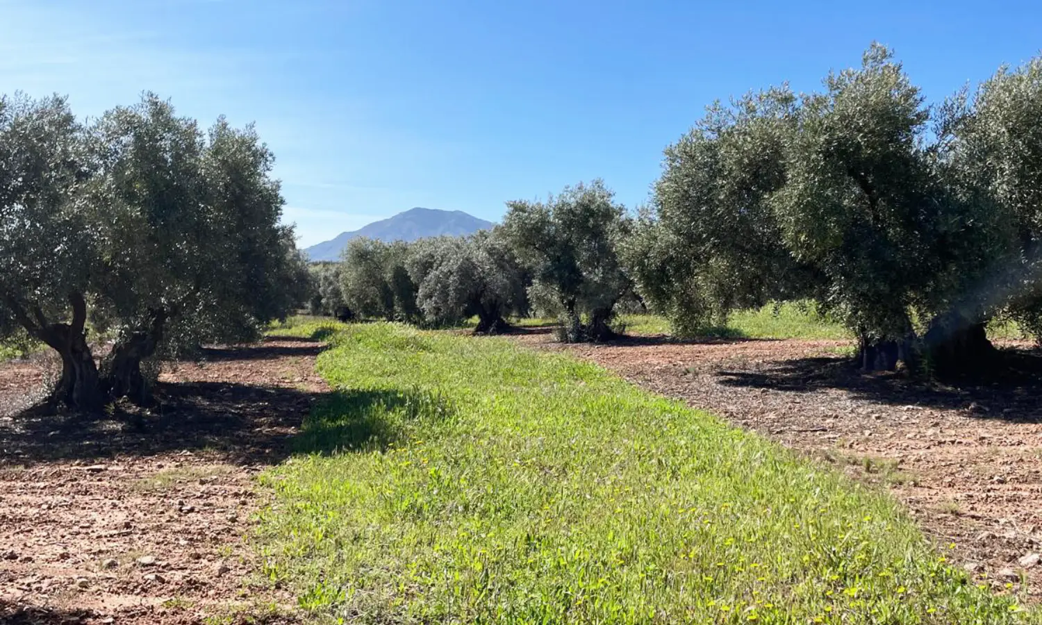 Ref51-Roes-terreroGandía-Antequera#23