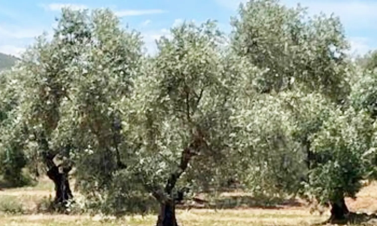 Ref51-Roes-terreroGandía-Antequera#3