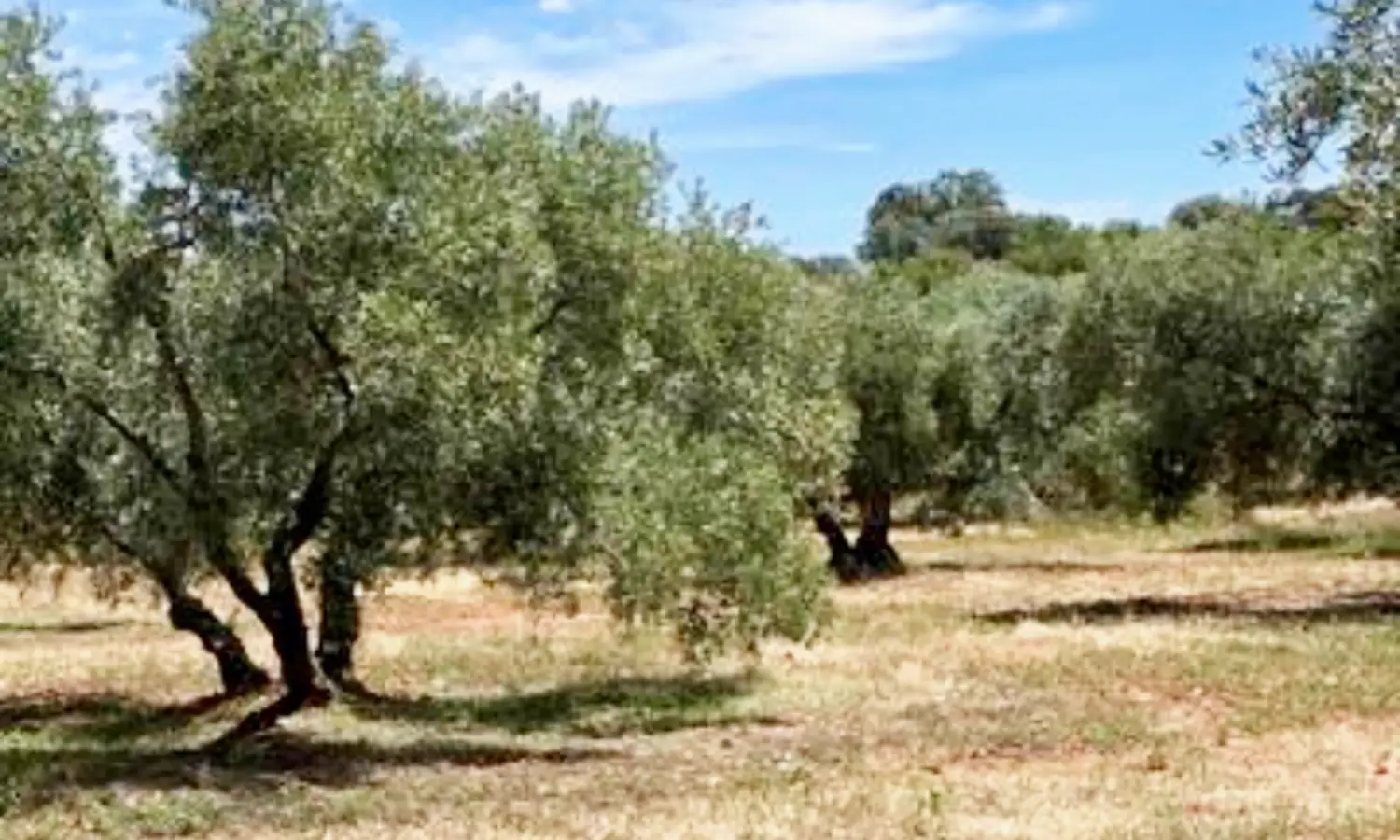 Ref51-Roes-terreroGandía-Antequera#4