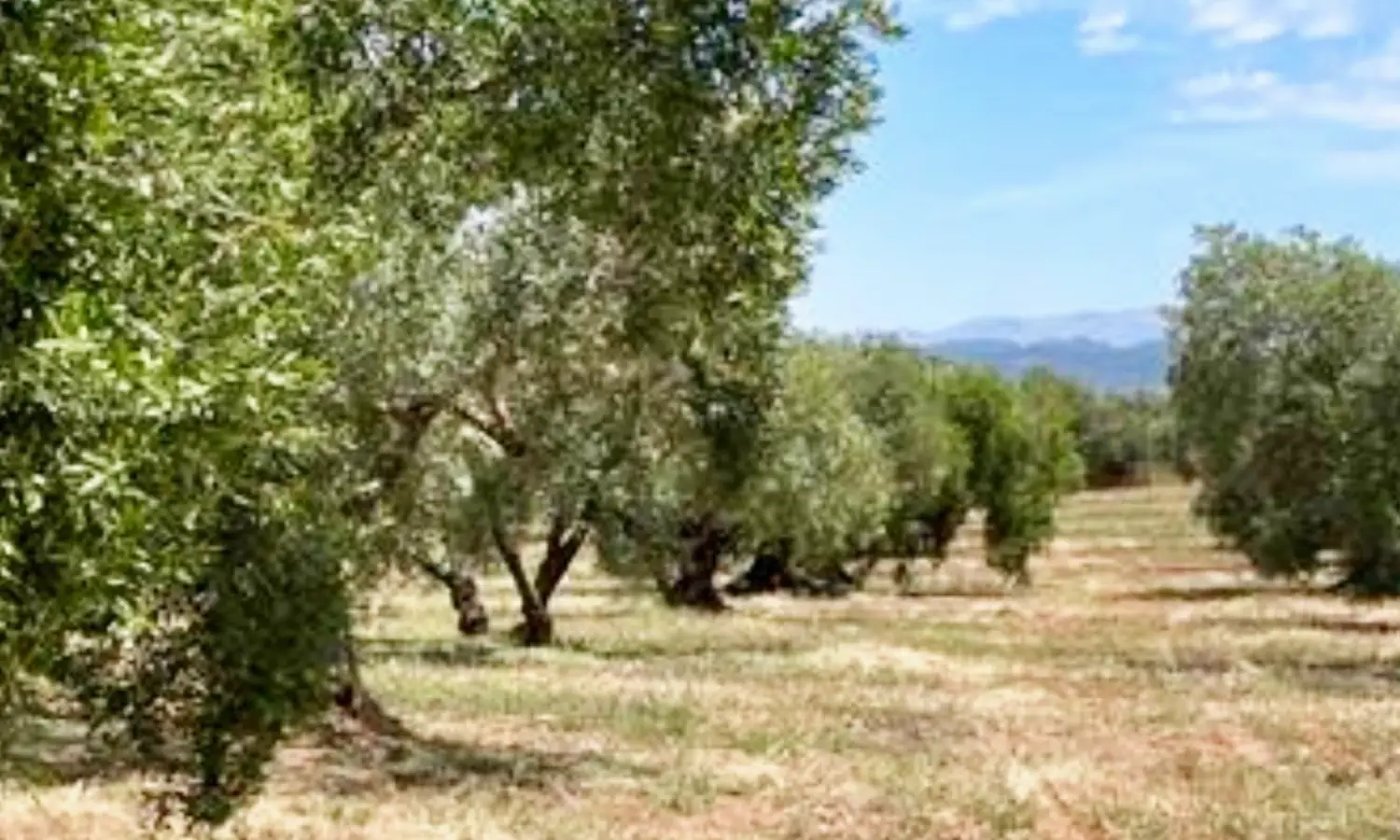 Ref51-Roes-terreroGandía-Antequera#5