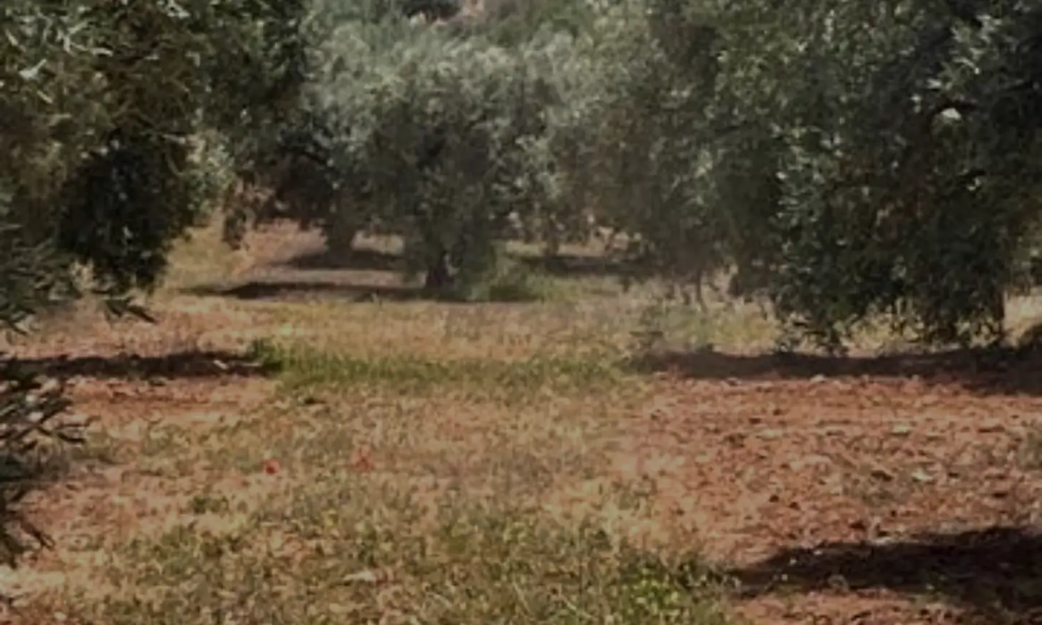 Ref51-Roes-terreroGandía-Antequera#6