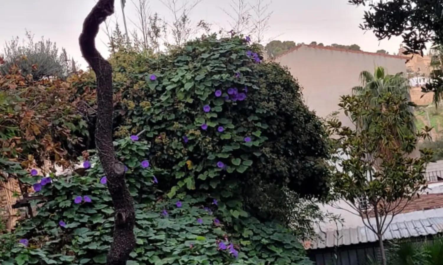 Ref031-Roes-cortijo-andaluz-Antequera#63