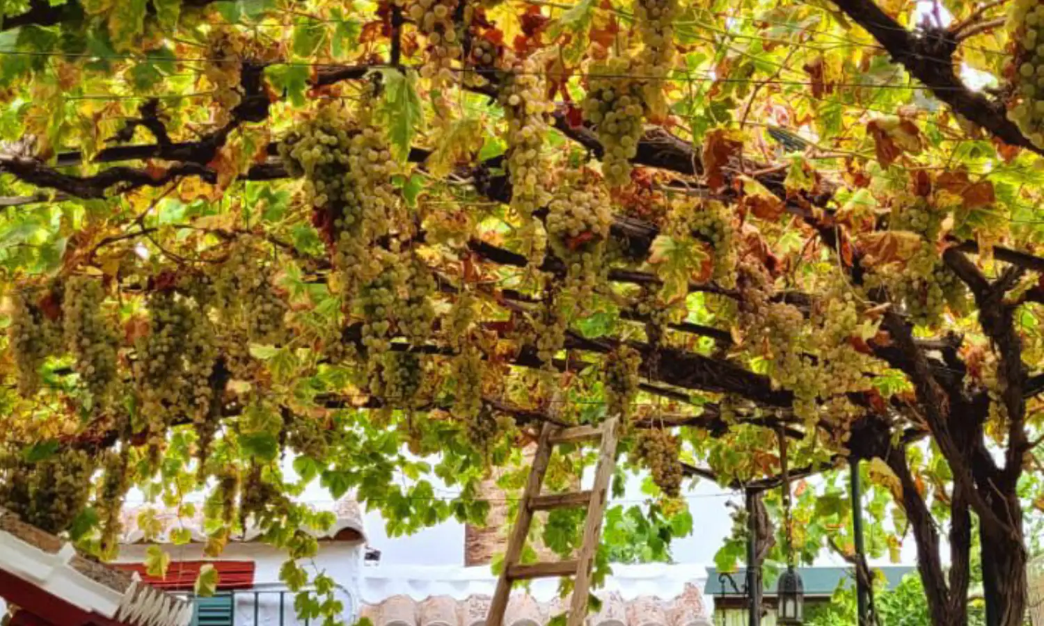 Ref031-Roes-cortijo-andaluz-Antequera#7