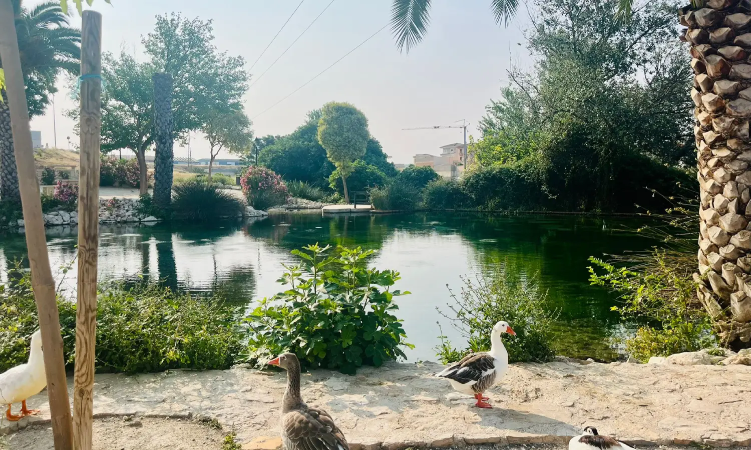 Ref065-Roes-restaurante-Loja#34