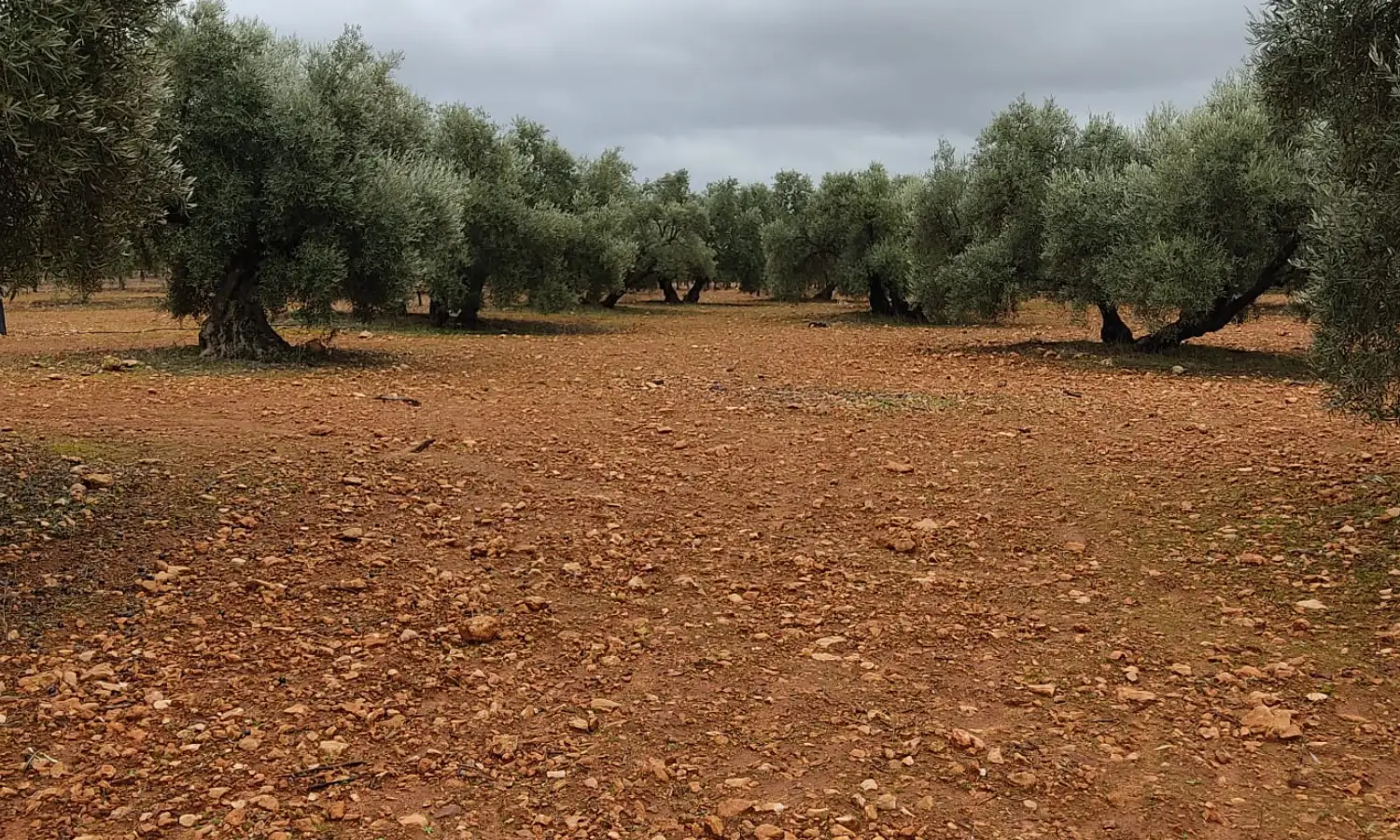 Ref0128-Roes-Olivar-Mollina#12