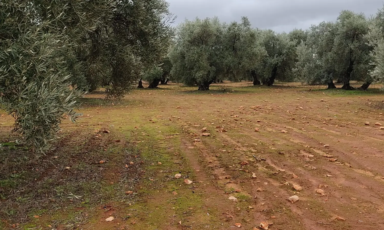 Ref0128-Roes-Olivar-Mollina#3