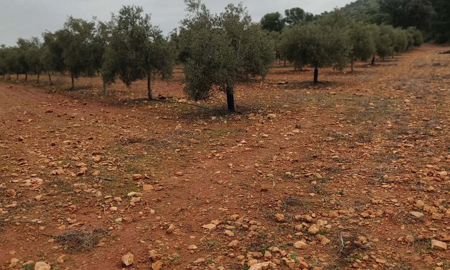 Ref0128-Roes-Olivar-Mollina#4