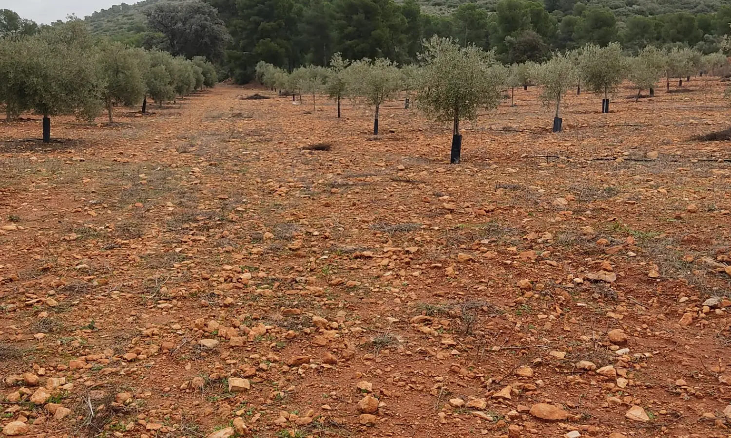 Ref0128-Roes-Olivar-Mollina#5