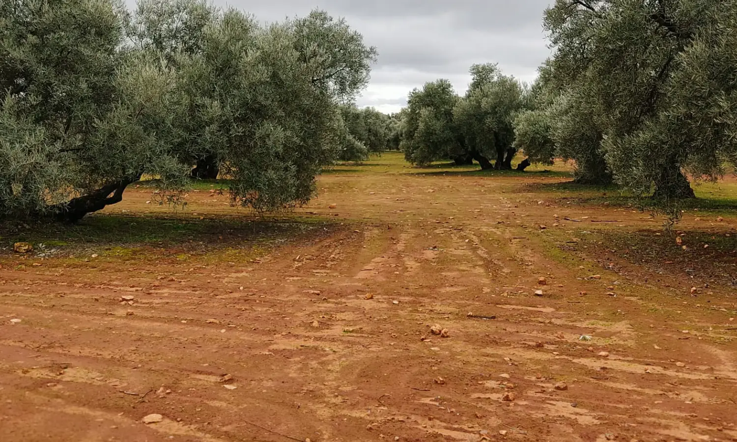 Ref0128-Roes-Olivar-Mollina#9