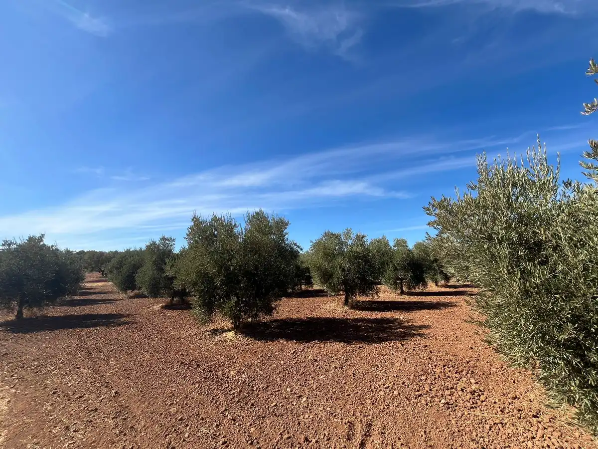 Mollina-finca-olivarRef0094_4
